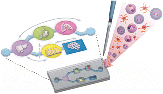 Graphical abstract: Modelling the innate immune system in microphysiological systems