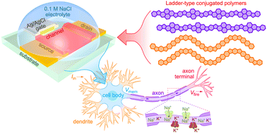 Graphical abstract: Stable organic electrochemical neurons based on p-type and n-type ladder polymers