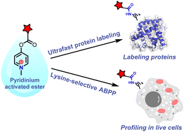 Graphical abstract: A pyridinium-based strategy for lysine-selective protein modification and chemoproteomic profiling in live cells