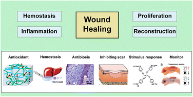 Graphical abstract: A comprehensive exploration of hydrogel applications in multi-stage skin wound healing