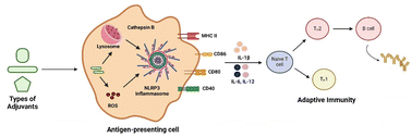 Graphical abstract: Role of NLRP3 inflammasome in nanoparticle adjuvant-mediated immune response