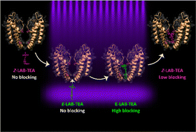 Graphical abstract: Deciphering the shape selective conformational equilibrium of E- and Z-locked azobenzene–tetraethylammonium ion in regulating photo-switchable K+-ion channel blocking