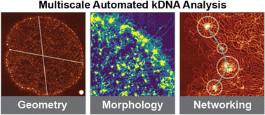 Graphical abstract: Multiscale topological analysis of kinetoplast DNA via high-resolution AFM