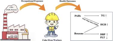 Graphical abstract: Associations of coke oven emission exposure with pulmonary function, blood pressure, blood cell parameters, and biochemical indices in coking workers: a cross-sectional pilot study