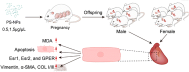 Graphical abstract: Sex differences in cardiac fibrosis induced by gestational exposure to polystyrene nanoplastics in mice offspring