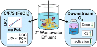 Graphical abstract: Improved microbial water quality and ozone performance following coagulation: implications for carbon based advanced treatment for potable reuse