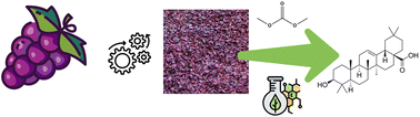 Graphical abstract: Efficient and selective extraction of oleanolic acid from grape pomace with dimethyl carbonate