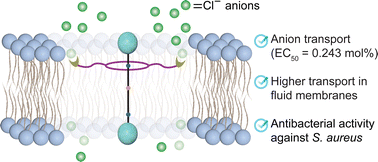 Graphical abstract: Thiourea-based rotaxanes: anion transport across synthetic lipid bilayers and antibacterial activity against Staphylococcus aureus