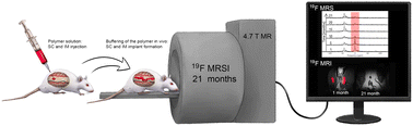 Graphical abstract: Long-term in vivo dissolution of thermo- and pH-responsive, 19F magnetic resonance-traceable and injectable polymer implants