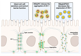 Graphical abstract: Protein corona potentiates the recovery of nanoparticle-induced disrupted tight junctions in endothelial cells