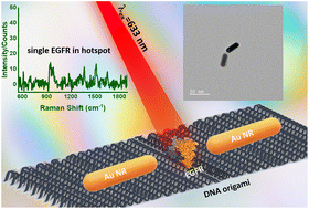 Graphical abstract: DNA origami-templated gold nanorod dimer nanoantennas: enabling addressable optical hotspots for single cancer biomarker SERS detection