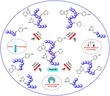 Graphical abstract: Site-selective cleavage of peptides and proteins targeting aromatic amino acid residues