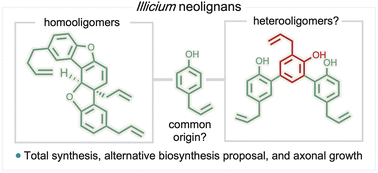 Graphical abstract: Total synthesis, biological evaluation and biosynthetic re-evaluation of Illicium-derived neolignans