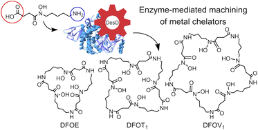 Graphical abstract: An elastic siderophore synthetase and rubbery substrates assemble multimeric linear and macrocyclic hydroxamic acid metal chelators