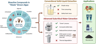 Graphical abstract: Extraction of bioactive compounds from beach-cast brown algae: a review on accelerated solvent extraction and subcritical water extraction