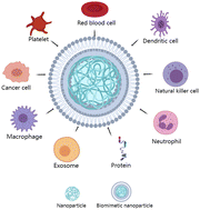 Graphical abstract: Advances in biomimetic nanomaterial delivery systems: harnessing nature's inspiration for targeted drug delivery