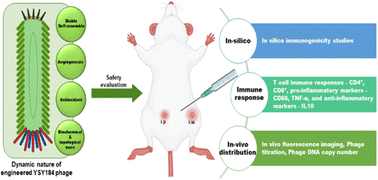 Graphical abstract: In vivo safety evaluation and tracing of arginylglycylaspartic acid-engineered phage nanofiber in murine model