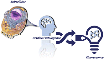 Graphical abstract: AI-driven precision subcellular navigation with fluorescent probes