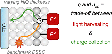 Graphical abstract: Slow hole diffusion limits the efficiency of p-type dye-sensitized solar cells based on the P1 dye