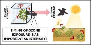 Graphical abstract: Mechanisms of ozone effects on plant stress in soybean across growing season: from leaf to regional perspective
