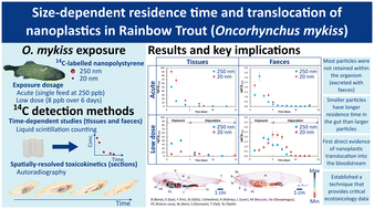 Graphical abstract: 14C-labelled nanoplastics reveal size-dependent bioaccumulation in juvenile rainbow trout (Oncorhynchus mykiss)