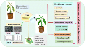 Graphical abstract: Deciphering the role of carbon nanotubes in plants: functional benefits, phytotoxic risks and environmental safety