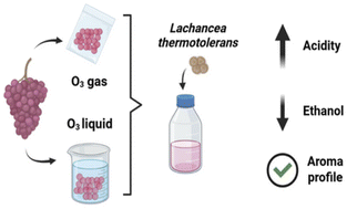 Graphical abstract: Ozone in gaseous and aqueous phases as a sanitizing agent for grapes used in winemaking and its impact on the implantation of Lachancea thermotolerans
