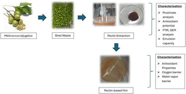 Graphical abstract: Valorization of Spanish lime (Melicoccus bijugatus) shell waste: optimized pectin recovery and preliminary evaluation in edible film formation