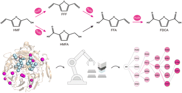 Graphical abstract: Sequential single-enzyme oxidation of 5-hydroxymethylfurfural to 2,5-furandicarboxylic acid by an engineered lanthanide-dependent alcohol dehydrogenase