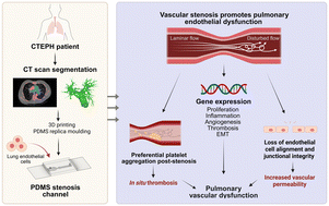 Graphical abstract: 3D modelling of pulmonary arterial stenosis and endothelial dysfunction in CTEPH