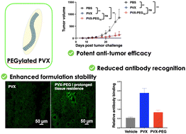 Graphical abstract: Efficacy of PVX and PEGylated PVX as intratumoral immunotherapy