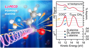 Graphical abstract: Photoelectron circular dichroism of aqueous-phase alanine