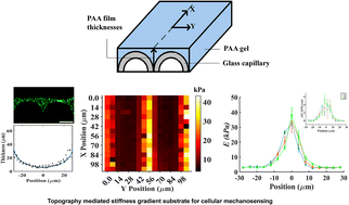 Graphical abstract: Cellular mechanosensing on a cell-scale stiffness gradient substrate