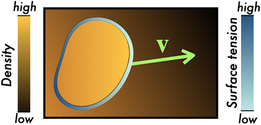 Graphical abstract: Dynamics of phase-separated interfaces in inhomogeneous and driven mixtures