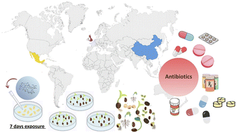 Graphical abstract: Antibiotic toxicity screening on seedling emergence: beyond traditional species