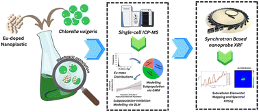 Graphical abstract: Interpreting the dynamic association of nanoplastics with Chlorella vulgaris: insight from single-cell analysis and Gaussian mixture modelling