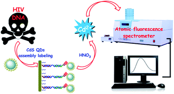 Graphical abstract: Ultrasensitive atomic fluorescence spectrometric detection of DNA with quantum dot-assemblies as signal amplification labels