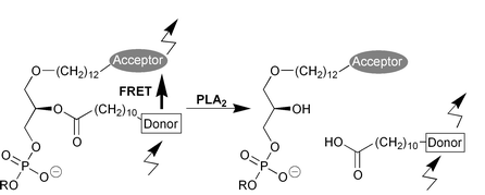 Graphical abstract: FRET probes to monitor phospholipase A2 activity
