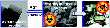 Graphical abstract: Antibacterial action of Ag-containing MFI zeolite at low Ag loadings