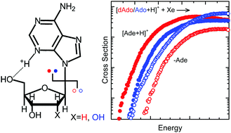 Graphical abstract: Mechanisms and energetics for N-glycosidic bond cleavage of protonated adenine nucleosides: N3 protonation induces base rotation and enhances N-glycosidic bond stability