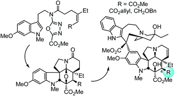 Graphical abstract: Total synthesis of a key series of vinblastines modified at C4 that define the importance and surprising trends in activity