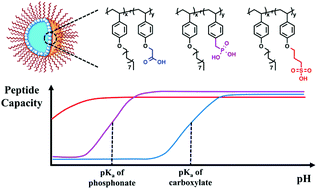 Graphical abstract: Improved mass spectrometric detection of acidic peptides by variations in the functional group pKa values of reverse micelle extraction agents