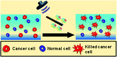 Graphical abstract: Ultrasound-propelled nanowire motors enhance asparaginase enzymatic activity against cancer cells
