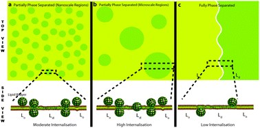 Graphical abstract: Passive membrane penetration by ZnO nanoparticles is driven by the interplay of electrostatic and phase boundary conditions