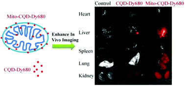 Graphical abstract: Mitochondria-based aircraft carrier enhances in vivo imaging of carbon quantum dots and delivery of anticancer drug