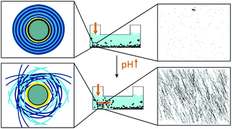 Graphical abstract: Disintegrating polymer multilayers to jump-start colloidal micromotors