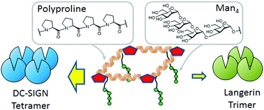 Graphical abstract: Selective targeting of DC-SIGN by controlling the oligomannose pattern on a polyproline tetra-helix macrocycle scaffold