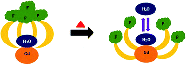 Graphical abstract: Magnetic resonance thermometry using a GdIII-based contrast agent