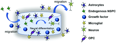 Graphical abstract: Injectable hydrogels in stroke and spinal cord injury treatment: a review on hydrogel materials, cell–matrix interactions and glial involvement