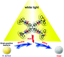 Graphical abstract: Emissive oxidase-like nanozyme based on an organic molecular cage